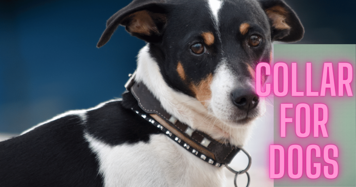 Choosing the Right Collar for Your Dog