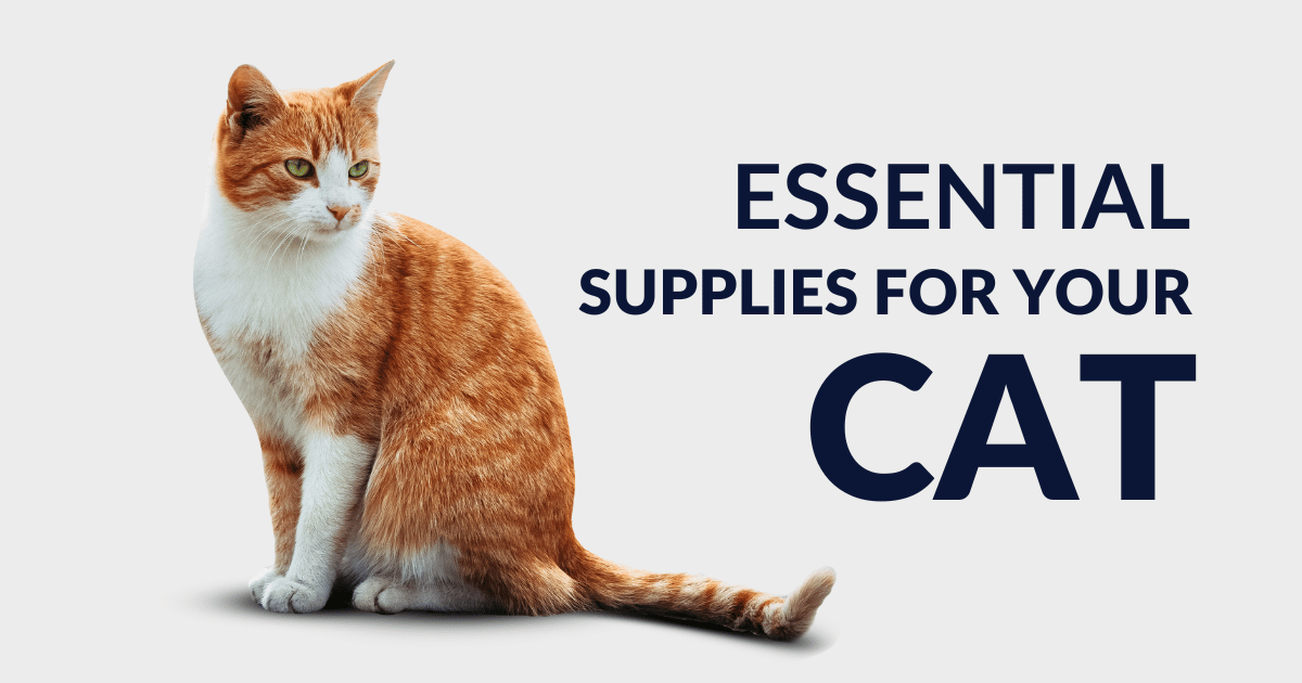 Essential Cat Supplies for New Owners