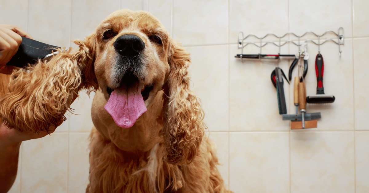 Essential Grooming Tips for Long-Haired Dogs