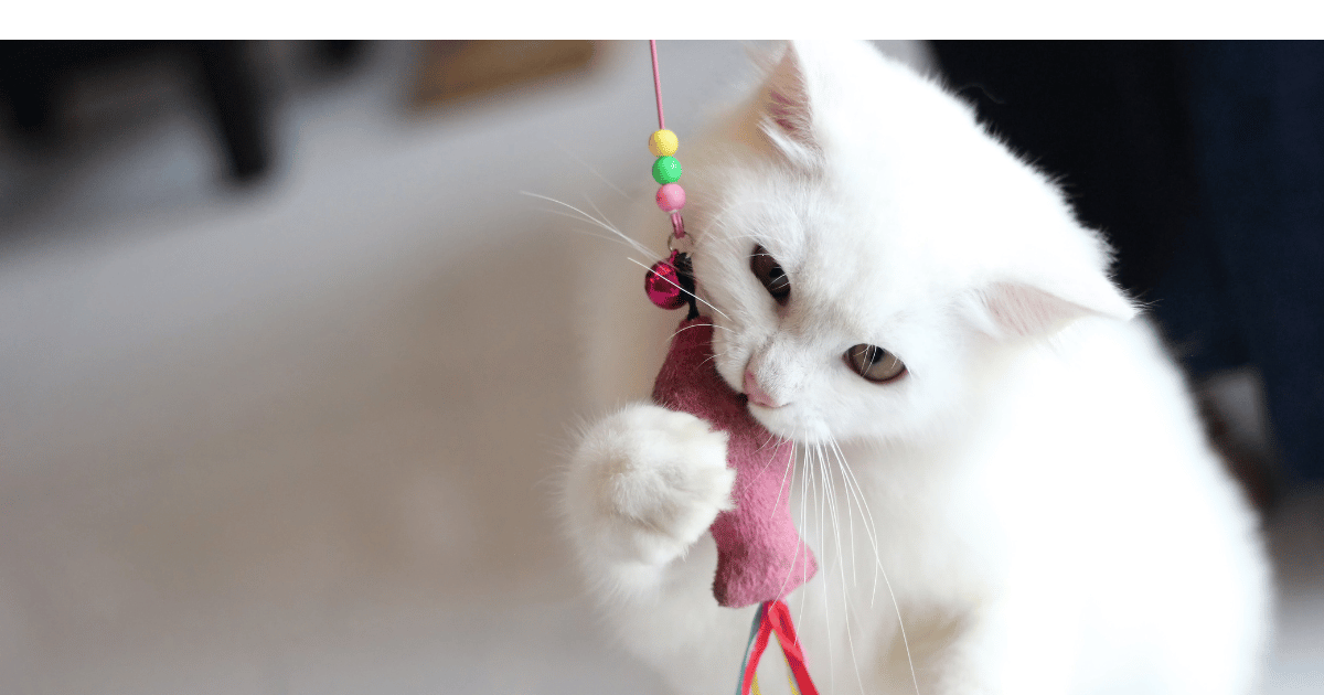 Fun DIY Cat Toys You Can Make at Home