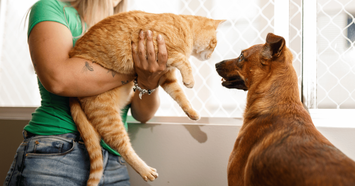 Introducing Cats to Other Pets