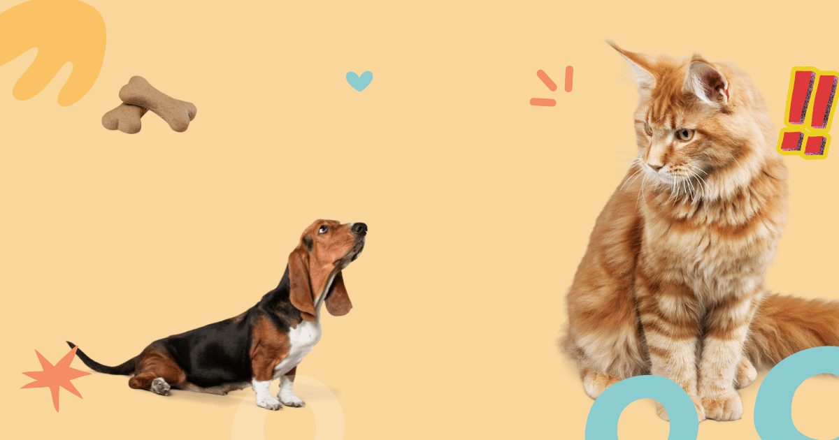 Introducting a new dog to a cat