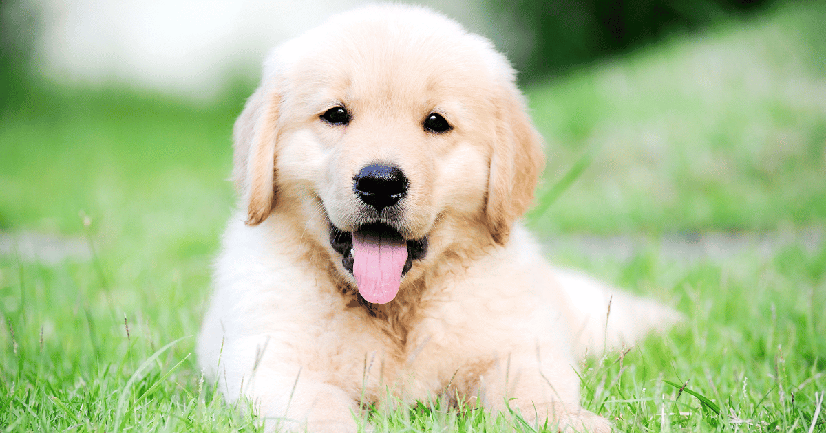 Socializing Puppies: A Guide for New Dog Owners