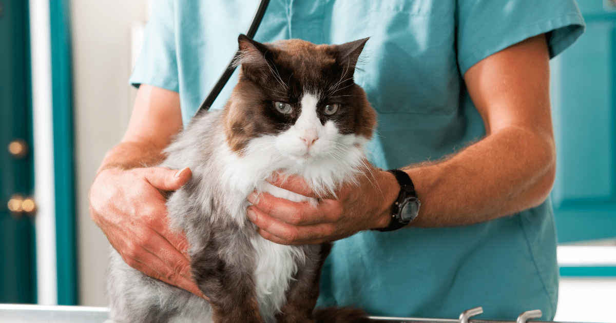 The Importance of Regular Vet Check-Ups for Cats