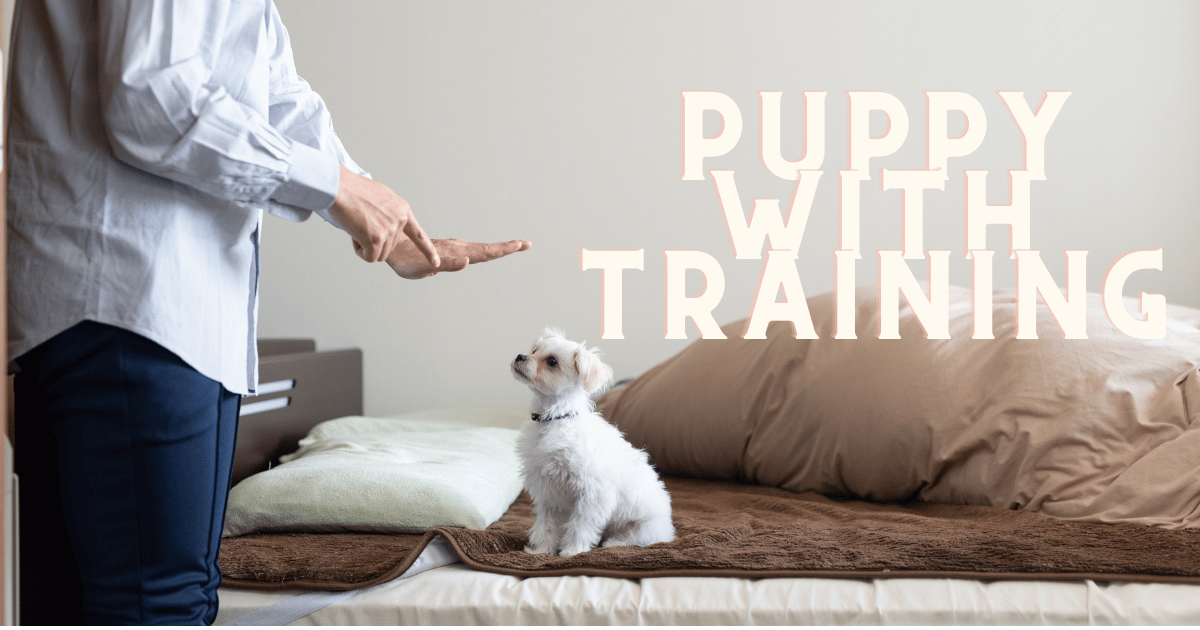 Tips for House Training Your Puppy