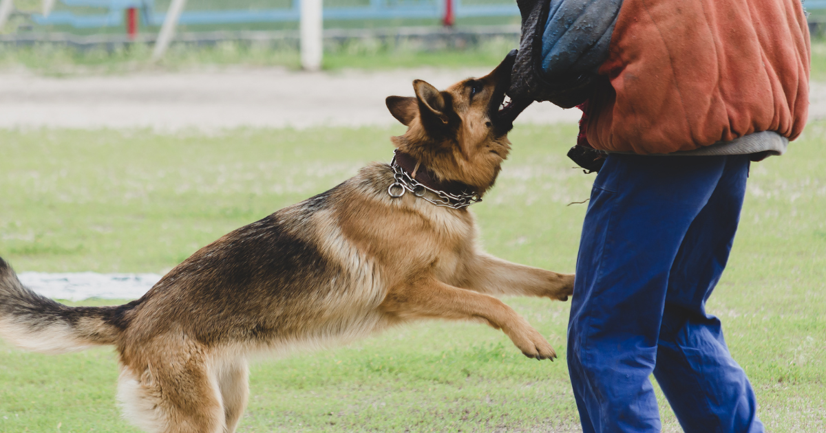 Training Techniques for Leash Pulling in Dogs