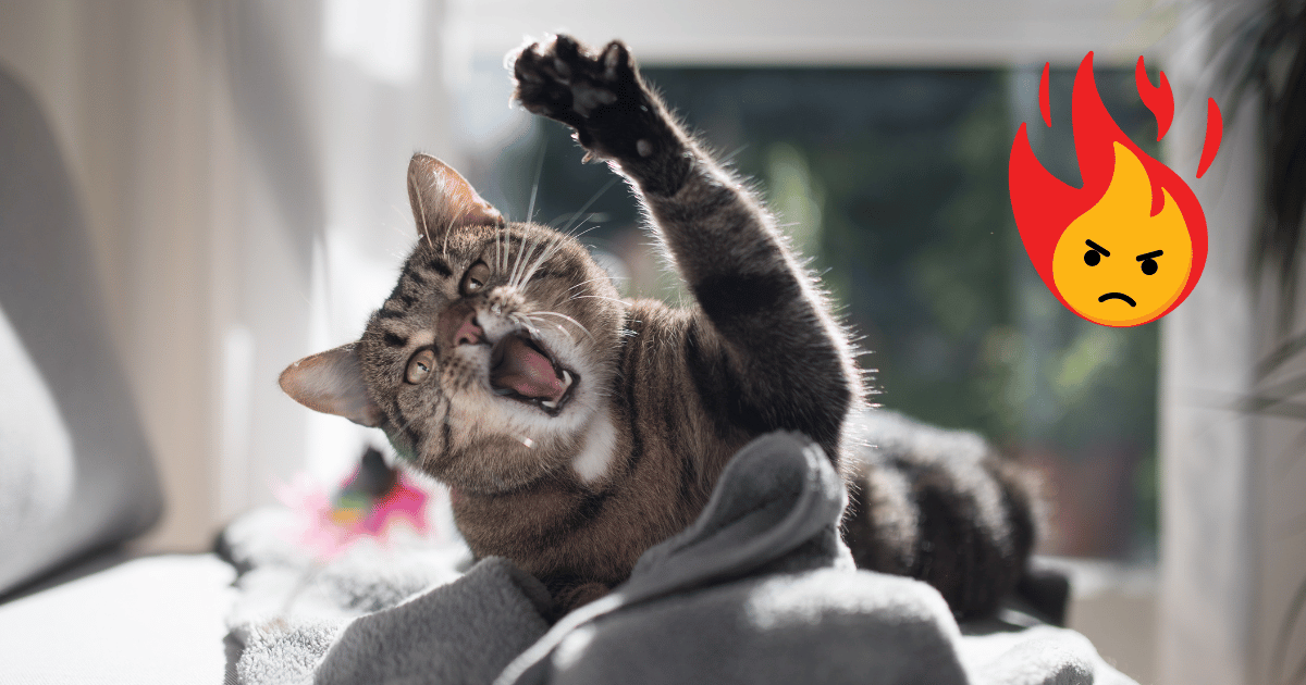 Understanding Aggression in Cats