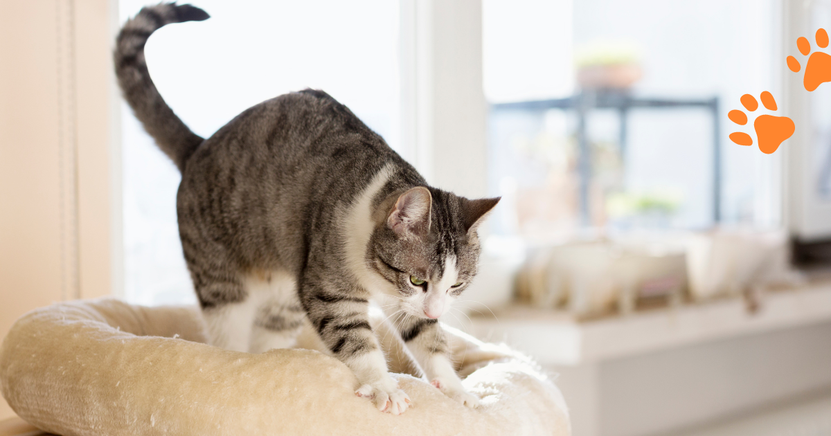 Why Cats 'Make Bread' with Their Paws