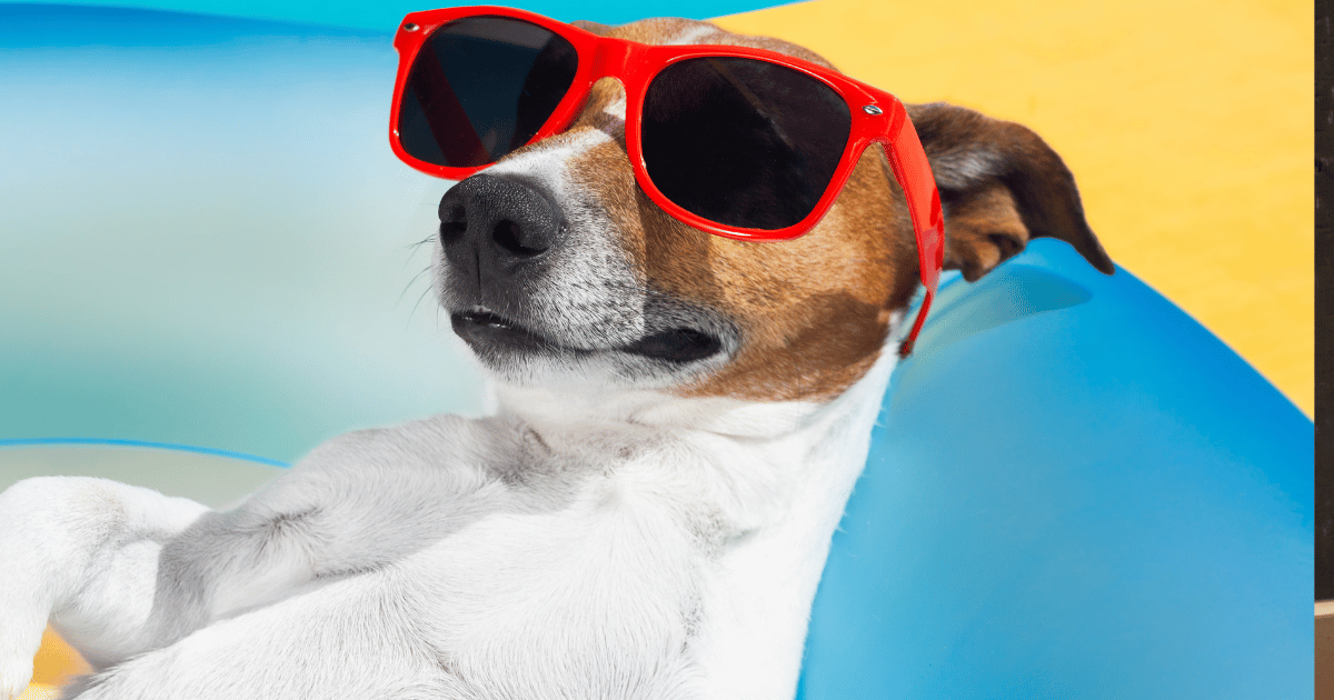 Keeping Your Dog Cool in Hot Weather