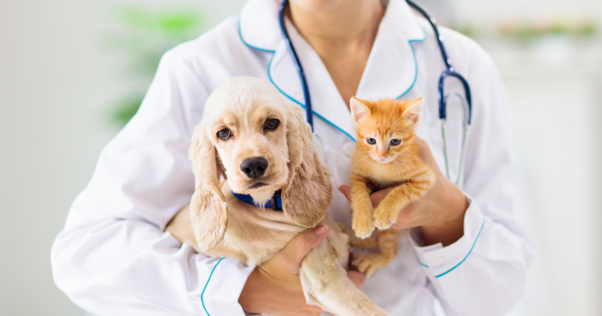 Preventing Fleas and Ticks in Dogs and Cats