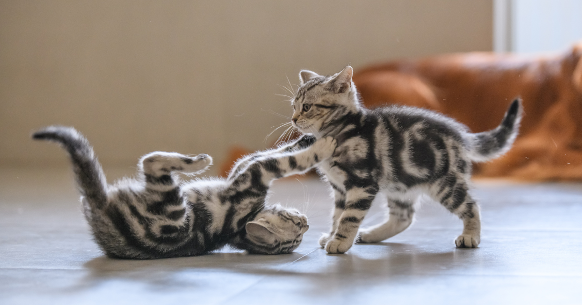 Understanding Cat Play Behavior