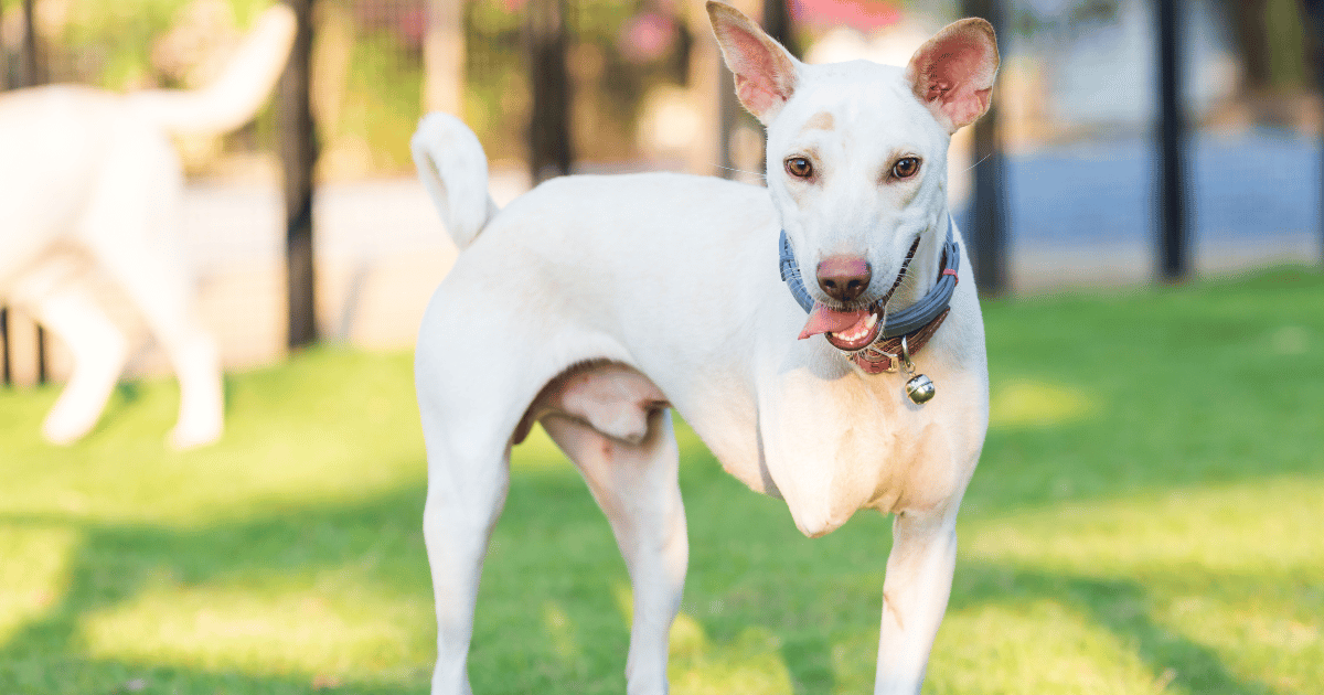 Caring for a Dog with 3 Legs Embracing a Happy and Fulfilling Life