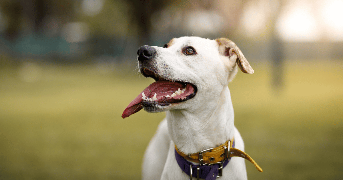 How to Get a Dog to Stop Barking Natural Methods and Tips