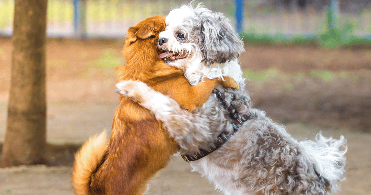 How to Introduce Dogs to Each Other