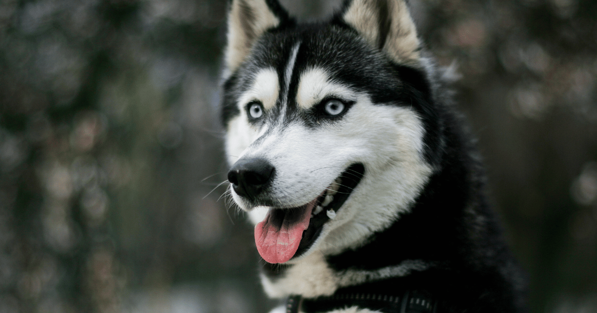 Take Care of a Husky in Hot Weather